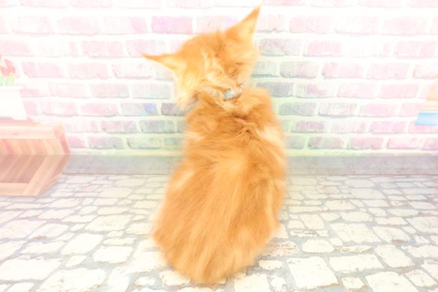 青森県のメインクーン (Coo&RIKU青森店/2026年4月30日生まれ/男の子/レッドタビーホワイト)の子猫の4枚目の画像