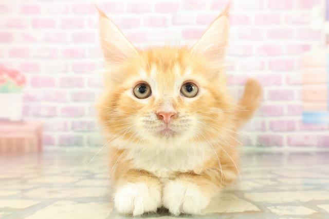 新潟県のメインクーン (Coo&RIKU新潟東店/2026年4月30日生まれ/男の子/レッドタビーホワイト)の子猫の1枚目の画像