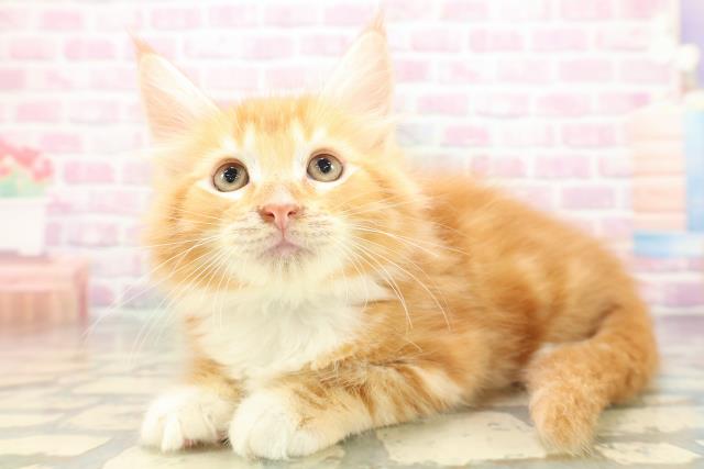 新潟県のメインクーン (Coo&RIKU新潟東店/2026年4月30日生まれ/男の子/レッドタビーホワイト)の子猫の2枚目の画像