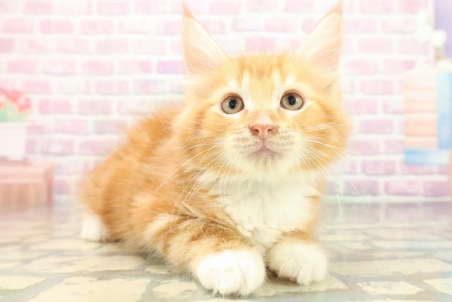新潟県のメインクーン (Coo&RIKU新潟東店/2026年4月30日生まれ/男の子/レッドタビーホワイト)の子猫の3枚目の画像