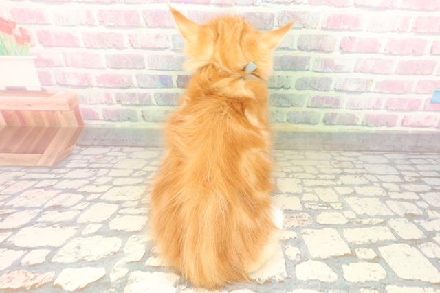 新潟県のメインクーン (Coo&RIKU新潟東店/2026年4月30日生まれ/男の子/レッドタビーホワイト)の子猫の4枚目の画像