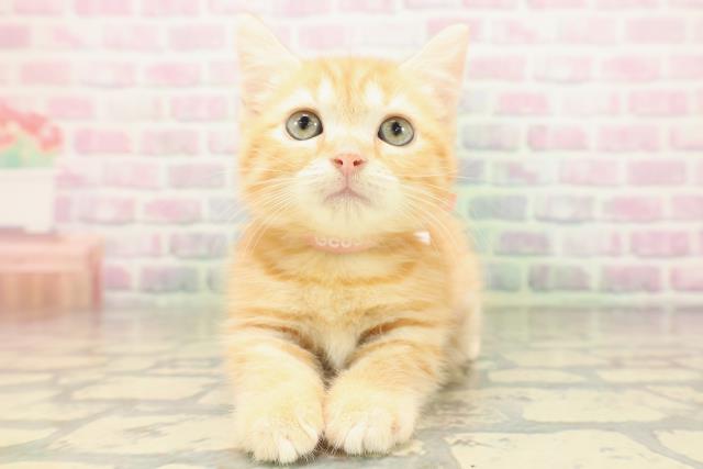長野県のマンチカン (Coo&RIKU綿半中野店/2026年4月16日生まれ/女の子/レッドタビー)の子猫の1枚目の画像