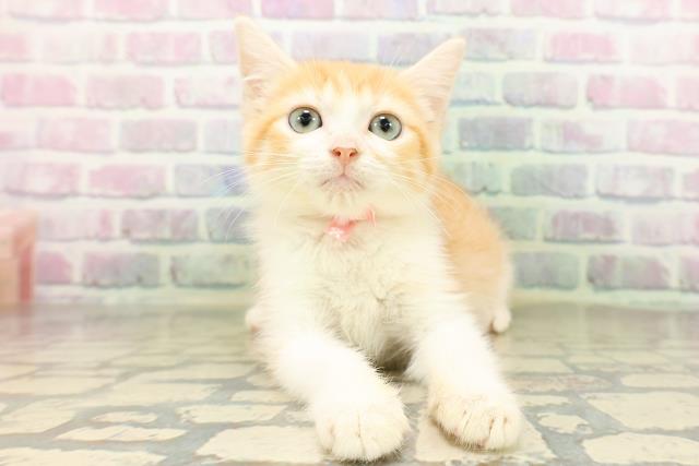 青森県のマンチカン (Coo&RIKU青森店/2026年4月16日生まれ/女の子/レッドタビーホワイト)の子猫の1枚目の画像