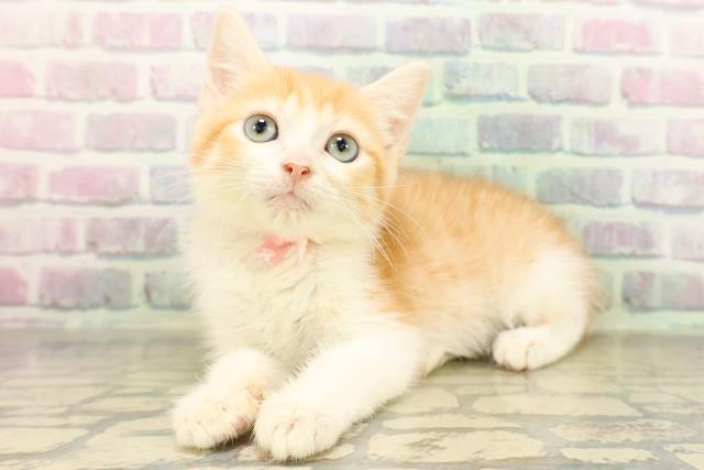 青森県のマンチカン (Coo&RIKU青森店/2026年4月16日生まれ/女の子/レッドタビーホワイト)の子猫の2枚目の画像