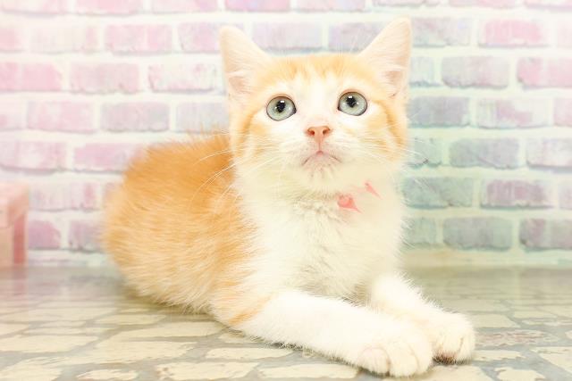 青森県のマンチカン (Coo&RIKU青森店/2026年4月16日生まれ/女の子/レッドタビーホワイト)の子猫の3枚目の画像