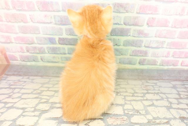 青森県のマンチカン (Coo&RIKU青森店/2026年4月16日生まれ/女の子/レッドタビーホワイト)の子猫の4枚目の画像