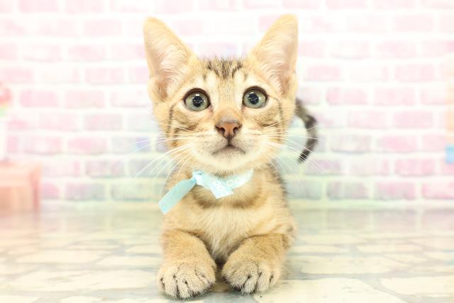 東京都のエジプシャンマウ (Coo&RIKUフレスポ住吉店/2026年4月25日生まれ/男の子/ブロンズ)の子猫の1枚目の画像
