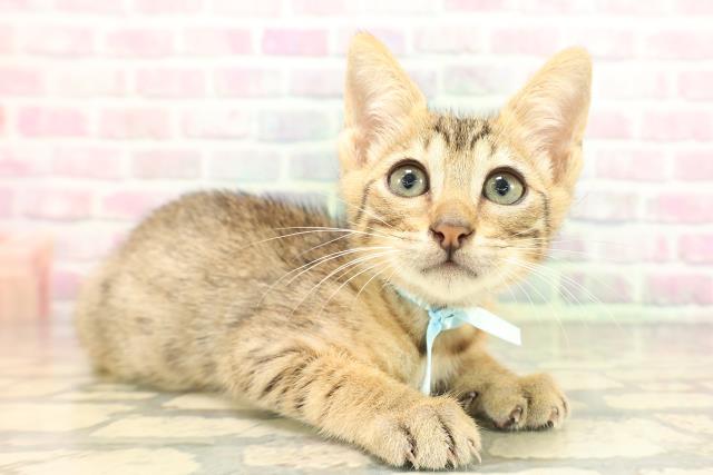 東京都のエジプシャンマウ (Coo&RIKUフレスポ住吉店/2026年4月25日生まれ/男の子/ブロンズ)の子猫の3枚目の画像