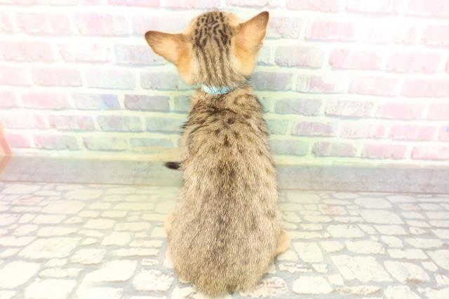 東京都のエジプシャンマウ (Coo&RIKUフレスポ住吉店/2026年4月25日生まれ/男の子/ブロンズ)の子猫の4枚目の画像