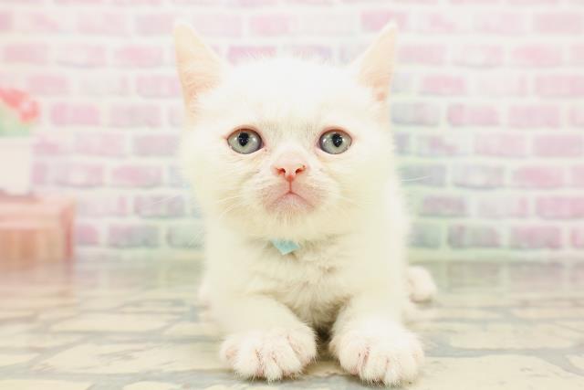 北海道のミヌエット (Coo&RIKU旭川店/2026年5月3日生まれ/男の子/ホワイト)の子猫の1枚目の画像