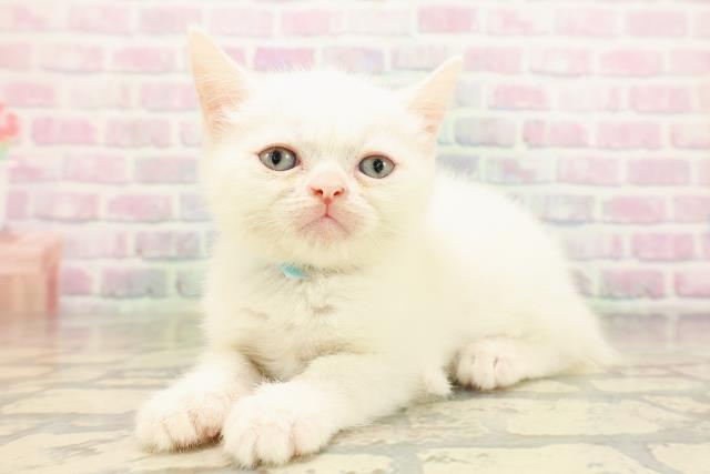 北海道のミヌエット (Coo&RIKU旭川店/2026年5月3日生まれ/男の子/ホワイト)の子猫の2枚目の画像