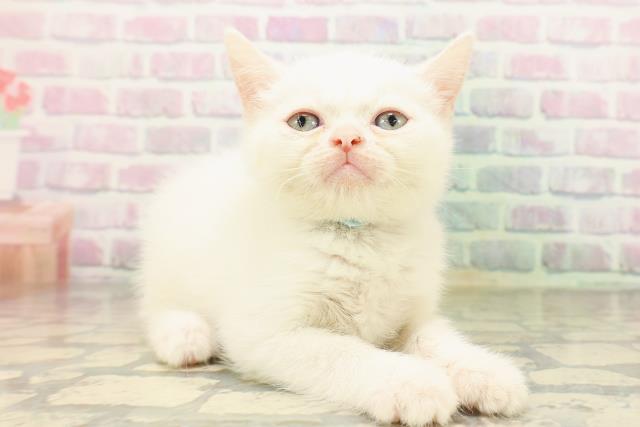 北海道のミヌエット (Coo&RIKU旭川店/2026年5月3日生まれ/男の子/ホワイト)の子猫の3枚目の画像