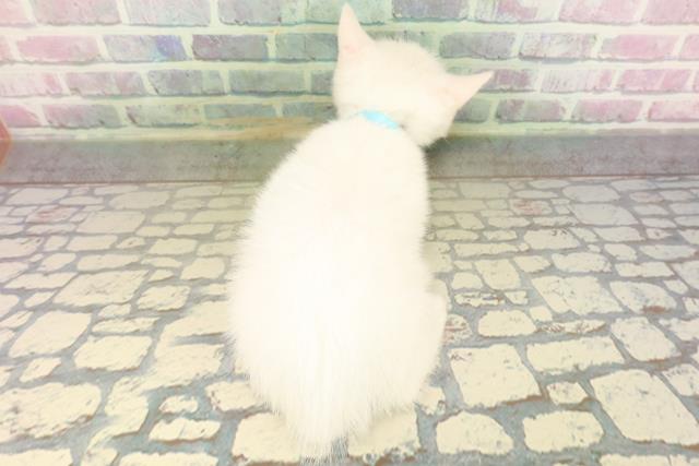 北海道のミヌエット (Coo&RIKU旭川店/2026年5月3日生まれ/男の子/ホワイト)の子猫の4枚目の画像