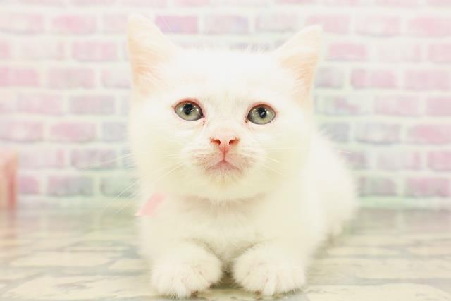 北海道のミヌエット (Coo&RIKU室蘭店/2026年5月3日生まれ/女の子/ホワイト)の子猫