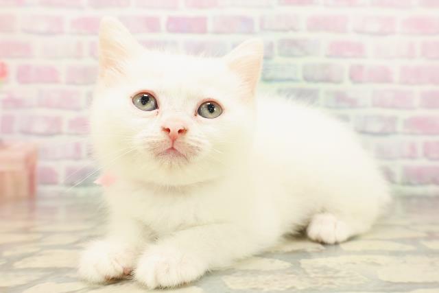 北海道のミヌエット (Coo&RIKU室蘭店/2026年5月3日生まれ/女の子/ホワイト)の子猫の2枚目の画像