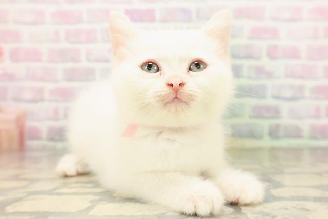 北海道のミヌエット (Coo&RIKU室蘭店/2026年5月3日生まれ/女の子/ホワイト)の子猫の3枚目の画像