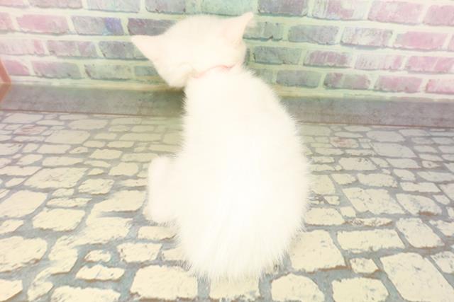 北海道のミヌエット (Coo&RIKU室蘭店/2026年5月3日生まれ/女の子/ホワイト)の子猫の4枚目の画像