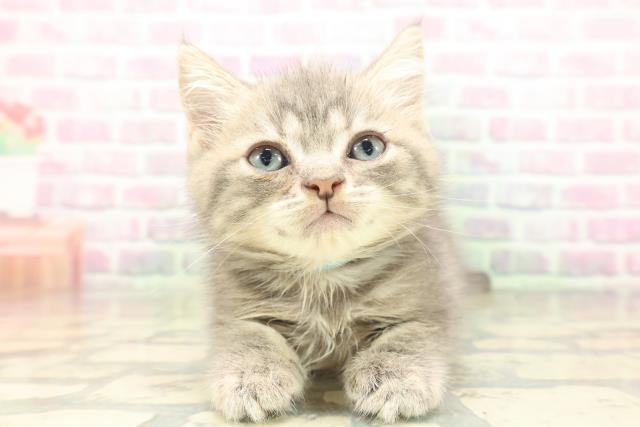 沖縄県のミヌエット (Coo&RIKUイオン北谷店/2026年5月3日生まれ/男の子/ブルータビー)の子猫の1枚目の画像