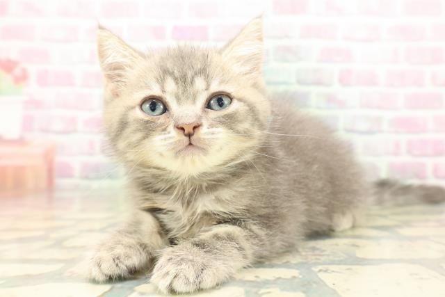 沖縄県のミヌエット (Coo&RIKUイオン北谷店/2026年5月3日生まれ/男の子/ブルータビー)の子猫の2枚目の画像