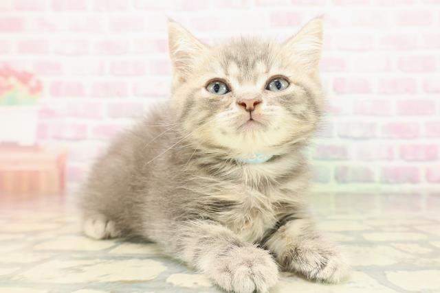 沖縄県のミヌエット (Coo&RIKUイオン北谷店/2026年5月3日生まれ/男の子/ブルータビー)の子猫の3枚目の画像
