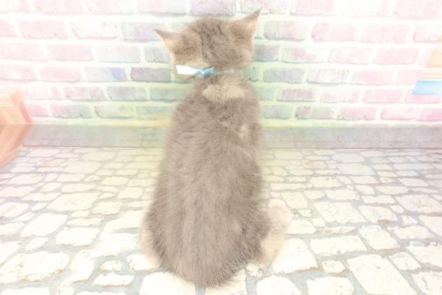 沖縄県のミヌエット (Coo&RIKUイオン北谷店/2026年5月3日生まれ/男の子/ブルータビー)の子猫の4枚目の画像