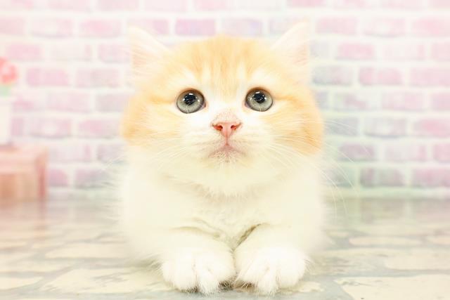 高知県のラガマフィン (Coo&RIKU高知御座店/2026年5月1日生まれ/女の子/レッドタビーホワイト)の子猫