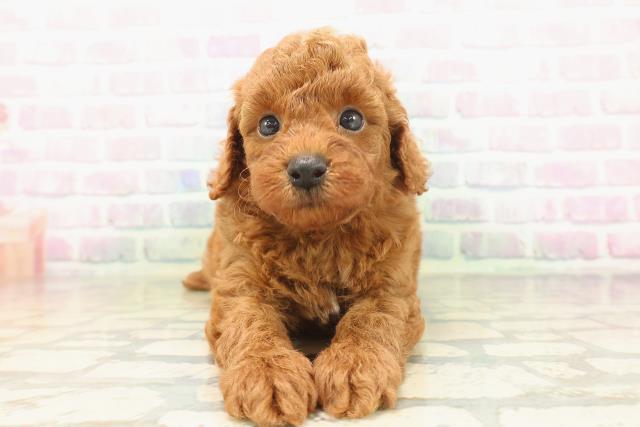 長野県のトイプードル(トイ) (Coo&RIKU長野店/2026年4月30日生まれ/男の子/レッド)の子犬の1枚目の画像
