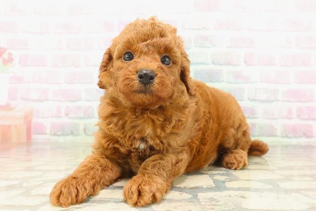 長野県のトイプードル(トイ) (Coo&RIKU長野店/2026年4月30日生まれ/男の子/レッド)の子犬の2枚目の画像