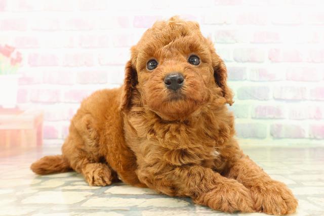 長野県のトイプードル(トイ) (Coo&RIKU長野店/2026年4月30日生まれ/男の子/レッド)の子犬の3枚目の画像