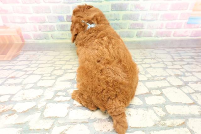 長野県のトイプードル(トイ) (Coo&RIKU長野店/2026年4月30日生まれ/男の子/レッド)の子犬の4枚目の画像