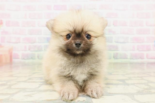 北海道のポメラニアン (Coo&RIKU札幌東店/2026年5月1日生まれ/男の子/ウルフセーブル)の子犬