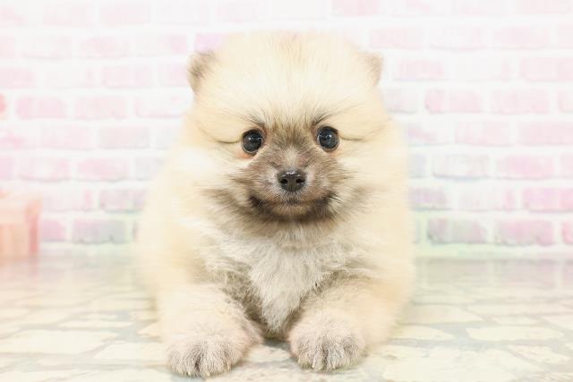 東京都のポメラニアン (Coo&RIKU三軒茶屋店/2026年5月1日生まれ/女の子/ウルフセーブル)の子犬