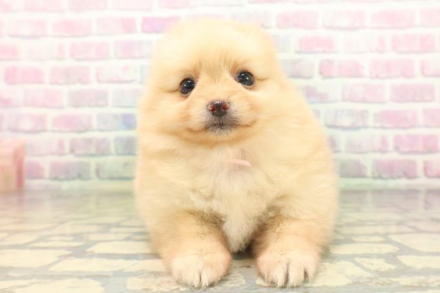 長野県のポメラニアン (Coo&RIKU松本店/2026年5月1日生まれ/女の子/クリーム)の子犬の1枚目の画像
