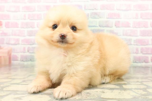 長野県のポメラニアン (Coo&RIKU松本店/2026年5月1日生まれ/女の子/クリーム)の子犬の2枚目の画像