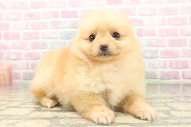 長野県のポメラニアン (Coo&RIKU松本店/2026年5月1日生まれ/女の子/クリーム)の子犬の3枚目の画像