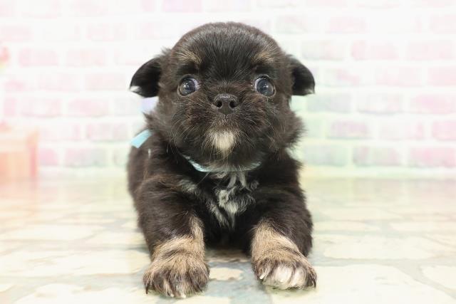 東京都のチワワ(ロング) (Coo&RIKU赤坂店/2026年5月1日生まれ/男の子/ブラックタン)の子犬の1枚目の画像