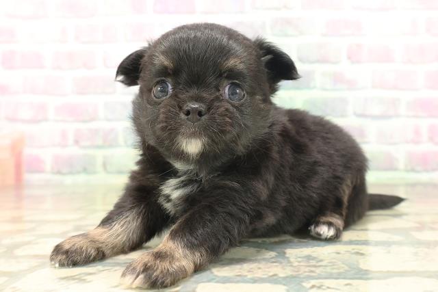 東京都のチワワ(ロング) (Coo&RIKU赤坂店/2026年5月1日生まれ/男の子/ブラックタン)の子犬の2枚目の画像