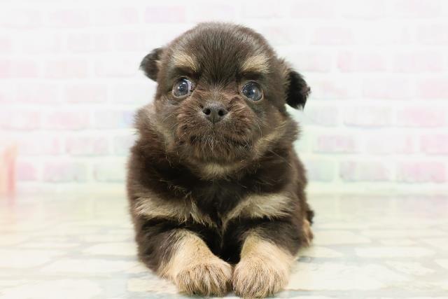 東京都のチワワ(ロング) (Coo&RIKU池袋西口店/2026年5月1日生まれ/男の子/ブラックタン)の子犬の1枚目の画像
