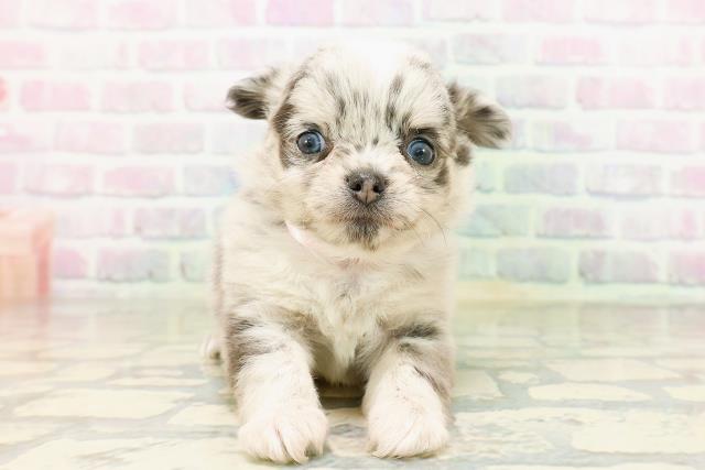 東京都のチワワ(ロング) (Coo&RIKU武蔵小山店/2026年5月1日生まれ/女の子/ブルーマール)の子犬