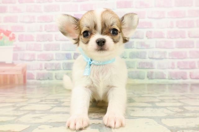 東京都のチワワ(ロング) (Coo&RIKU江戸川店/2026年5月3日生まれ/男の子/ホワイトレッド)の子犬の1枚目の画像