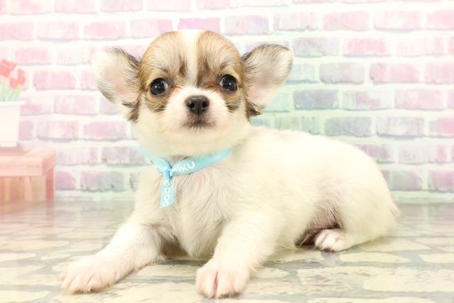 東京都のチワワ(ロング) (Coo&RIKU江戸川店/2026年5月3日生まれ/男の子/ホワイトレッド)の子犬の2枚目の画像