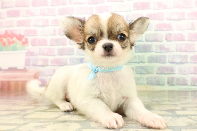 東京都のチワワ(ロング) (Coo&RIKU江戸川店/2026年5月3日生まれ/男の子/ホワイトレッド)の子犬の3枚目の画像
