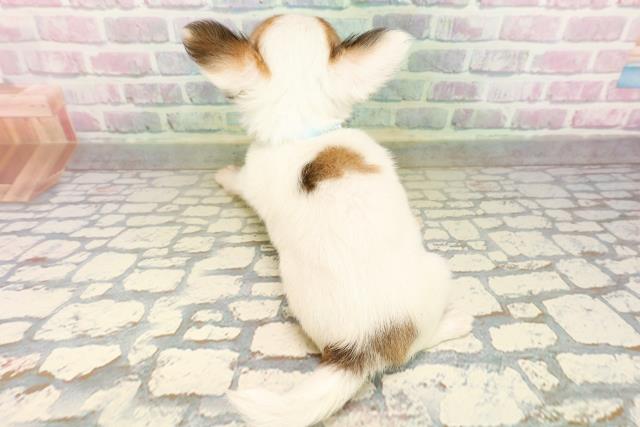 東京都のチワワ(ロング) (Coo&RIKU江戸川店/2026年5月3日生まれ/男の子/ホワイトレッド)の子犬の4枚目の画像