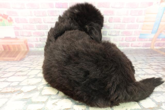 千葉県のバーニーズマウンテンドッグ (Coo&RIKU東船橋店/2026年5月2日生まれ/女の子/ブラックラストホワイト)の子犬の4枚目の画像