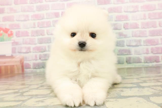 東京都のポメラニアン (Coo&RIKUフレスポ住吉店/2026年5月3日生まれ/男の子/クリーム)の子犬