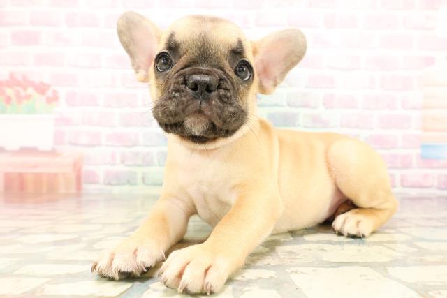 新潟県のフレンチブルドッグ (Coo&RIKU新潟東店/2026年4月29日生まれ/男の子/フォーンホワイト)の子犬の2枚目の画像