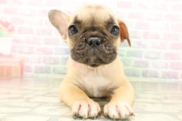 東京都のフレンチブルドッグ (Coo&RIKU大久保店/2026年4月29日生まれ/女の子/フォーンホワイト)の子犬の1枚目の画像