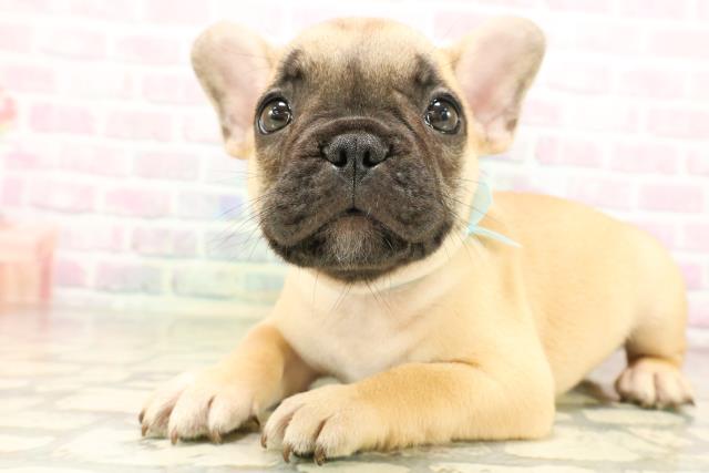 東京都のフレンチブルドッグ (Coo&RIKU江戸川店/2026年4月30日生まれ/男の子/フォーン)の子犬の2枚目の画像