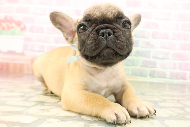 千葉県のフレンチブルドッグ (Coo&RIKU東船橋店/2026年4月30日生まれ/男の子/フォーン)の子犬の3枚目の画像