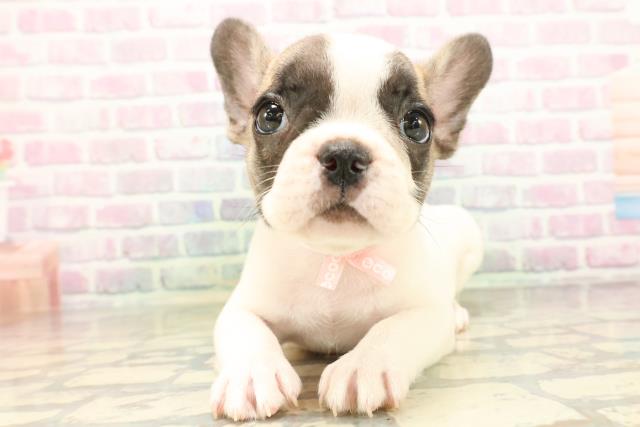 東京都のフレンチブルドッグ (Coo&RIKU新宿三丁目店/2026年4月30日生まれ/女の子/パイド)の子犬の1枚目の画像